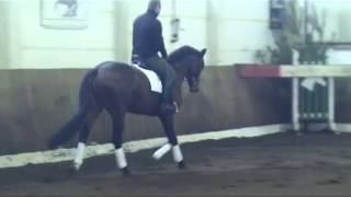 San MuscadetSilvio I stallion  2009 for sale [upl. by Uokes]