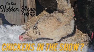 We got over 6 inches of snow  Can chickens survive in snow [upl. by Chalmer158]