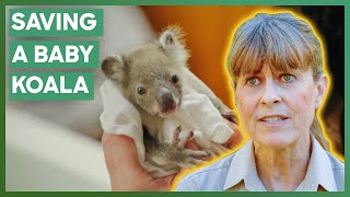 Orphaned Premature Koala Joey Saved From Certain Death  Crikey Its The Irwins [upl. by Ella377]