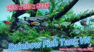 Rainbow Fish Tank VN  Layout Nature Hoanganh Le [upl. by Mario]