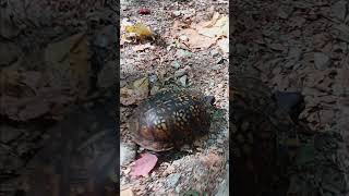 Box Turtle wildlife nature [upl. by Naida]