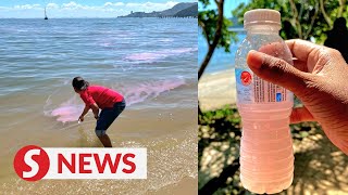 Its not pink guava juice Pink tide hits Penang again [upl. by Paryavi685]