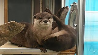 じゃれあうコツメカワウソ「マハロ」「ニコ」「シュラ」（サンシャイン水族館）Hilarious otter [upl. by Aihsela]