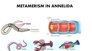 Metamerism in Annelida [upl. by Fanchan]