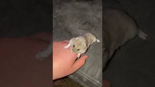 Does a hamsters bite hurt shorts [upl. by Elburt]