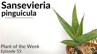 How To Care For Sansevieria Dracaena pinguicula  Plant Of The Week Ep 53 [upl. by Bernice]