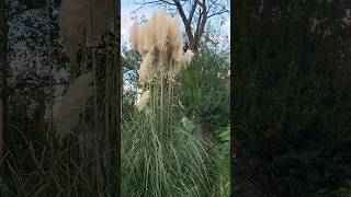 Pampas grass feathery stems pampasgrass ornamentalgrass featherygrass [upl. by Charry195]