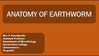 ANATOMYANATOMY OF EARTHWORMMORPHOLOGY OF EARTHWORMVERMITECHNOLOGY [upl. by Todd]