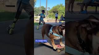 Skateboarding Bulldog Takes Sydney By Storm  The Good News  10 News First [upl. by Nazus]