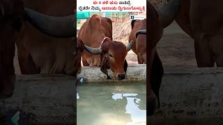 Top 4 Best Cow Breeds in India for Milk Production shorts cow milkproduction [upl. by Haldeman592]