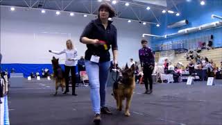 Show ring moments with GSDs Narva [upl. by Scharf634]