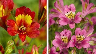 How to Plant Alstroemeria Peruvian Lily Summer Garden Guide [upl. by Ayiak808]