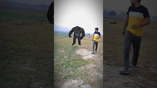 Gorilla Piche Pad Gaya ll shorts viralvideo  vfx video [upl. by Alitha89]