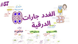 الكالسيتونين والباراثورمون  الغدد جارات الدرقية [upl. by Nitfa]