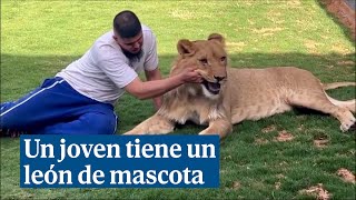 Un joven tiene un león de mascota en el jardín de su casa [upl. by Anailli]