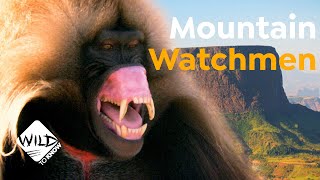 Geladas Watchmen of Ethiopia’s Mountains  Wild to Know [upl. by Ayokahs]