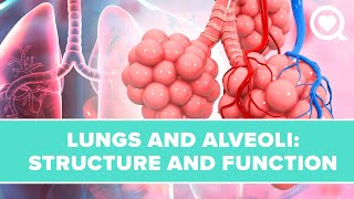 Lungs and Alveoli Structure Function and Definition [upl. by Loseff]