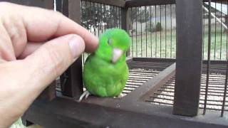 Parrotlet Gets Scratches [upl. by Jobey796]