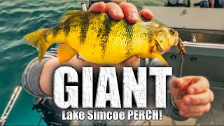 The SECRET to catching GIANT PERCH on Lake Simcoe [upl. by Iruahs]