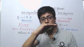 DNA Polymerase vs RNA Polymerase [upl. by Maiga]