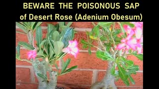 Poisonous Sap of Desert Rose Symptoms from Mild to Life Threatening [upl. by Ylil]