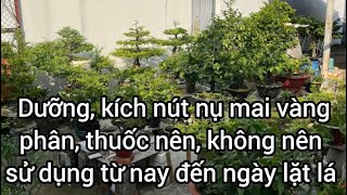 Dưỡng kích nút nụ mai vàng phân thuốc nên không nên sử dụng từ nay đến ngày lặt lá ngừa vàng lá [upl. by Freemon]