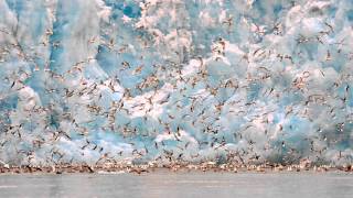 Einojuhani Rautavaara Concerto for Birds and Orchestra “Cantus Arcticus” Op 61 [upl. by Ulrikaumeko]