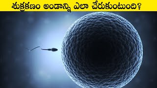 శుక్రకణం అండాన్ని ఎలా చేరుకుంటుంది  Sperm Cell Journey To The Egg  Part1  Think Deep [upl. by Nylime681]