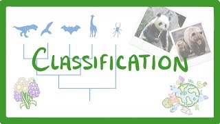 GCSE Biology  Classification 80 [upl. by Naul]