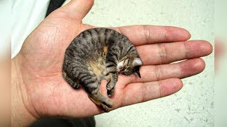 THE 10 SMALLEST CAT BREEDS In The World [upl. by Gereld]