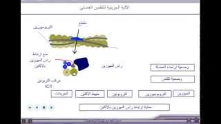 الآلية الجزيئية للتقلص العضلي  للثانية بكالوريا [upl. by Refinnaj573]