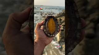 The abalone season in Dhofar Governorate November 2024 [upl. by Bucher522]