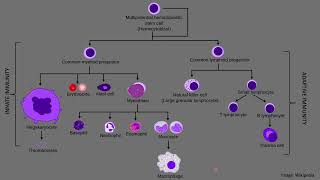 Intro to Immunology Innate vs Adaptive Immunity [upl. by Asilla]