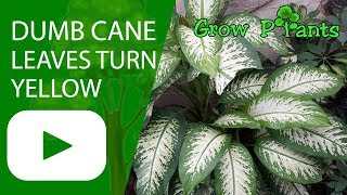 Dumb cane leaves turning yellow Dieffenbachia [upl. by Huberman]