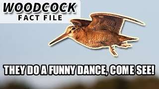 Woodcock Facts the BIRD with the FUNNY WALK  Animal Fact Files [upl. by Erialc645]