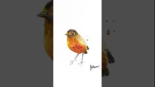 Antpitta 🪶 Bicolored antpitta Grallaria rufocinerea bird from Colombia watercolor bird [upl. by Hareenum]