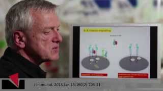 Videoabstract english quotIL6 controls the innate immune responsequot [upl. by Einnok]