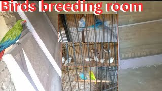 Bird room ready for new birds  How can make birds setup [upl. by Nhguavoj443]