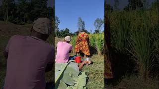 See what happened while working in the paddy field [upl. by Marlea56]