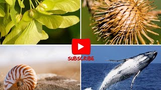 Biomimicry and its examples  Mimic  Biology  Mcqs on biology [upl. by Eittap46]