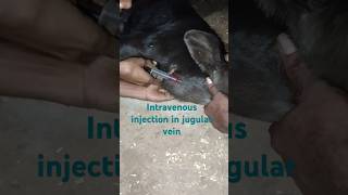 Intravenous injection in jugular vein of heaferPKvillagevlogviralvideovetfarming [upl. by Eustatius834]