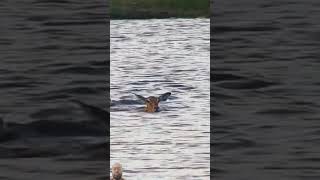 Crocodile Catches Down Impala shorts animals wildlife safari viralvideo ytshorts [upl. by Neleb]