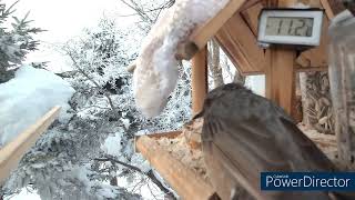 北海道野鳥ライブ ダイジェスト 2024年01月24日 [upl. by Calder218]