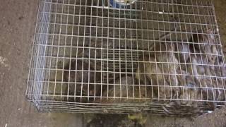 Diy repeating rodent trap [upl. by Uund]