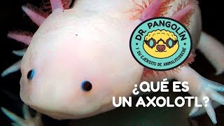 ¿Qué es un axolotl  Dr Pangolín y su Ejército de Animalitosbebé [upl. by Ardath478]