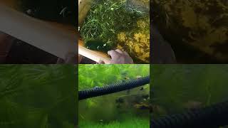 Aquarium fish colour fish tank fishtank tamilshorts tamil [upl. by Ahsikram]