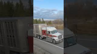 Freightliner with Cattle Pot on Hwy11 shorts truckspotter [upl. by Queri289]