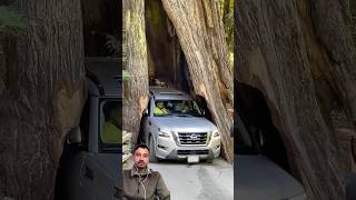 Kasto achamma ko bato ho rukh vitra😲greenscreen automobile shorts shortsfeed viralvideo [upl. by Okajima]