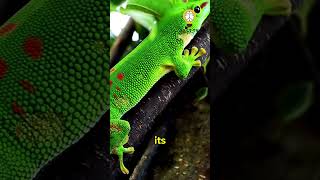 This gecko might be bigger than Nova gecko lizard shortvideo [upl. by Kalk]