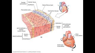 Cardiovascular System and The heart Wall function and structure  MADE EASY [upl. by Ailey]